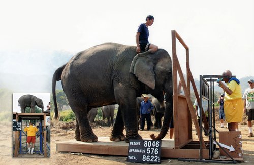 Lifting up an elephant